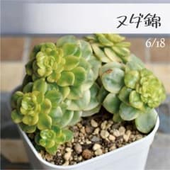 多肉植物【ヌダ錦】エケベリア 群生株 ポットごと or 抜き苗 90