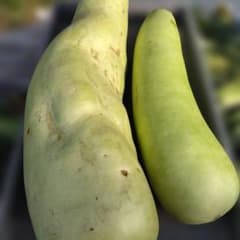 今収穫したて 瑞々しい夕顔 2個セット 干瓢お吸物お香物挽き肉とろとろ炒め 中華のサムネイル
