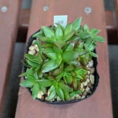 祭囃子③　ミックスベリア　おらいさん　多肉植物のサムネイル