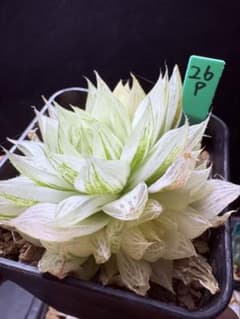 26p 多肉植物 ハオルチア 白蛇伝交配錦 自家繁殖 抜き苗発送 9月29日取