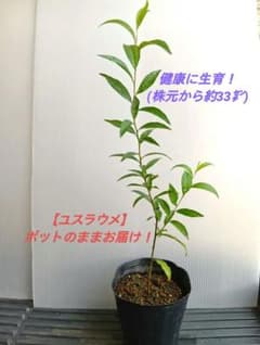 ユスラウメ 苗木【 樹高約33cm 】除草剤不使用 土付ポットのまま発送11のサムネイル
