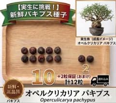【新鮮】オペルクリカリア パキプス種子 10粒＋α（おまけ付）のサムネイル