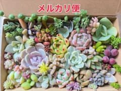 多肉植物 カット苗詰め合わせ 寄せ植えセット 《No.204》エケベリア