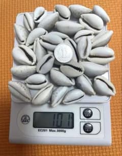 タカラ貝　貝殻　100gのサムネイル