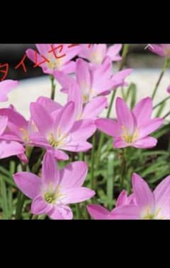 レインリリーサイズ色々5球のサムネイル