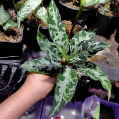 LA便　鏡華-阿wf-1　Aglaonema pictumのサムネイル