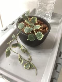 ホヤ　カーティシー　斑入りhoya curtisii albomarginataのサムネイル
