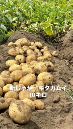 新ジャガ　ジャガイモ「キタカムイ」10kg（家庭菜園）のサムネイル