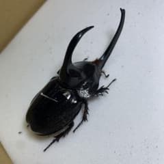 パンカブト　♂単品　野外品標本のサムネイル