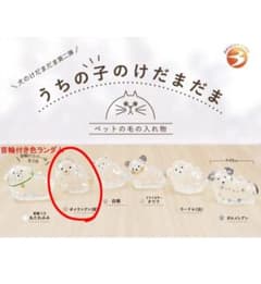 うちの子のけだまだま ポメラニアン（茶） ガチャのサムネイル