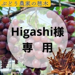 Higashi様専用】色々なぶどう穂木栽培 挿し木 苗木に♪ - メルカリ
