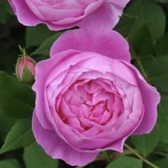 ⭐️ご購入前にコメントをお願いします 97、バラ苗 バラ挿し木苗