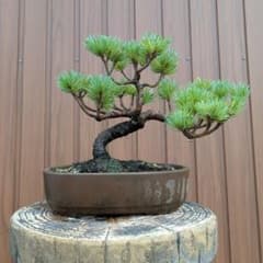 ま*蔵様 【すぐ飾れる一鉢】樹高14cm 那須五葉松 小品盆栽 葉性が良い 松柏盆栽】那須五葉松 樹高約19cm 模様木 - メルカリ