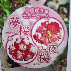 ❤️ゼラニューム 八重夢夜桜 挿し木苗一株ネコポス発送❗️ - メルカリ