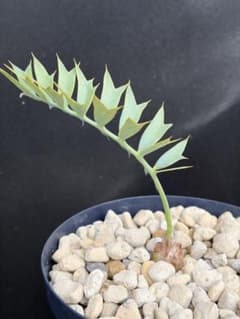 南ア産・発根済】エンセファラルトス・ホリダス 約2cm｜No4-7 - メルカリ