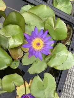 熱帯スイレン ティナ 発芽バルブ No. 14／ 熱帯睡蓮 複数割 - メルカリ