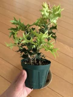 ヒイラギ　鉢ごと発送のサムネイル