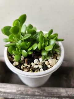 多肉植物 　紅稚児のサムネイル