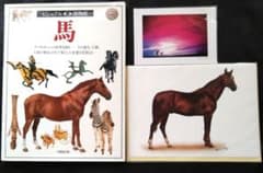 ビジュアル博物館 馬 ウマやポニーの世界を探る 同朋舎出版 馬 ビジュアル博物館 (カード2枚のおまけ付き）同朋舎出版 - メルカリ