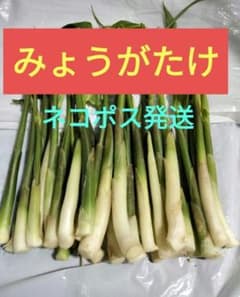 ⑥　みょうがたけ　【青森県産】　無農薬　茗荷竹　ミョウガタケ　みょうがたけのサムネイル