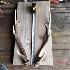 鹿の角　日本鹿のサムネイル