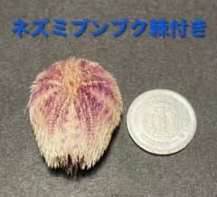 ネズミブンブク　ブンブク棘付き　ウニ殻 m92355285466_1.jpg?1713265341
