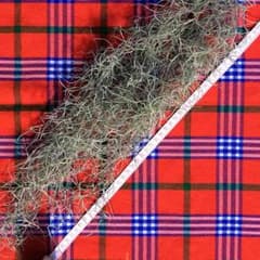 ゆっち様専用 エアプランツ(スパニッシュモス)のサムネイル