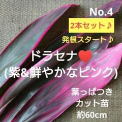 No.4【2本セット♪】ドラセナ(紫&鮮やかなピンク)♥️約60cm - メルカリ