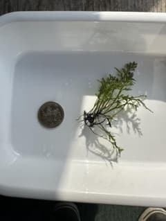 クレピドマネスspサイアメンシスのサムネイル