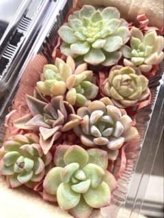 現品発送❣️カラフル系8苗詰め合わせセット❣️多肉植物 韓国苗 寄せ