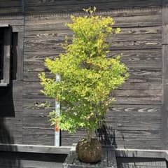 ドウダンツツジ/ボリューム株【現品発送】管理70859 ドウダンツツジ/大株【現品発送】管理80594 - メルカリ
