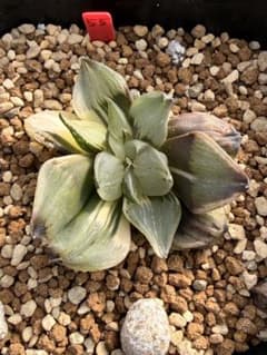 ハオルチア 裏般若錦 発根管理中 美株 - メルカリ