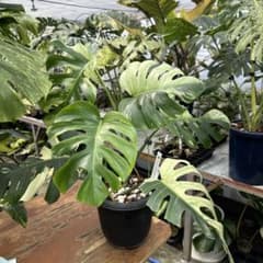 MH1アロカシア マハラニ ゴールド 黄斑入り | Compre na Mercari do