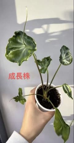 達*初様 MS479 5株セット アロカシア・ロンギロバ - メルカリ