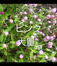 千日紅種　ピンク　大量　2袋分のサムネイル