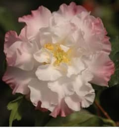 つばき　花芙蓉はなふよう　接木苗木５年生　６号 宅急便より鉢植えのまま発送 つばき 花芙蓉はなふよう 接木苗木5年生 6号 宅急便より鉢植えのまま