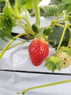 おすしちゃん専用のサムネイル