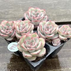 SALE❗️978多肉植物 エケベリア オリオン 抜き苗 寄せ植え 4苗セット