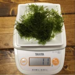 ウィローモス 11gのサムネイル