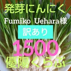 76　発芽にんにくスプラウトニンニク　1500！のサムネイル