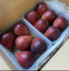 事前予約！大分県産 朝採り イチジク 無花果 ドーフィン8月より出荷