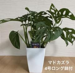 マドカズラ　大株‼️超ボリューム‼️ツル性‼️約46㎝　7号　メルカリ便※鉢ごと発送‼️ 観葉植物 マドカズラ 4号ロング鉢付 - メルカリ