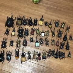 みつばち★プロフ必読様専用　カブトムシ＆クワガタのサムネイル