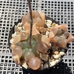 送料込み】ハオルチア韓国苗 ブラックオブツーサ群生 多肉植物 ポコ