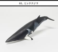 Nature of Japan 日本のいきもの vol.01 ミンククジラのサムネイル