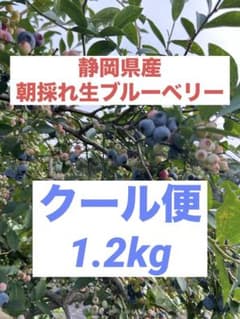 【静岡県産・無農薬】生ブルーベリー 1.2kgのサムネイル