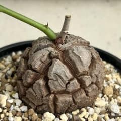 No.686 Dioscorea elephantipes アフリカ亀甲竜 実生 - メルカリ