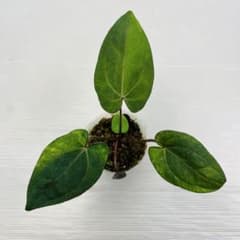 YM382 アンスリウム ダークフェニックス × レッドクリスタリナム