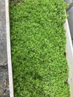 【間も無く終了】カット苗抜き苗　グラウンドカバー　ゴールデングリーンのサムネイル