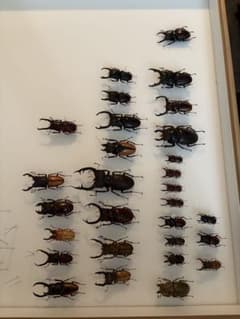 クワガタのサムネイル